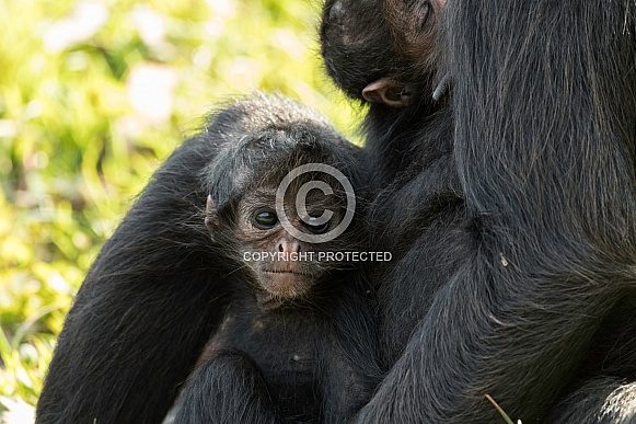 Baby Spider Monkey Baby Spider Monkey