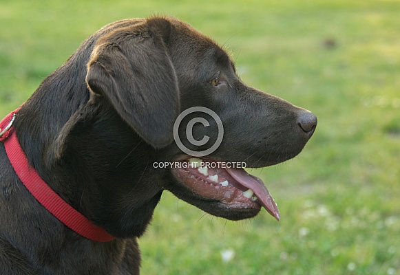Chocolate Labrador