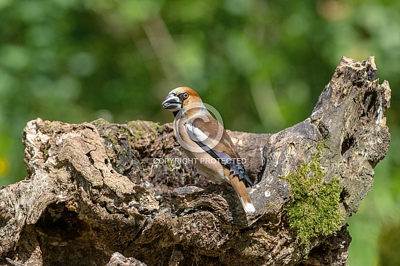 Hawfinch