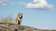 Cheetah