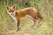 Young red fox cub in nature