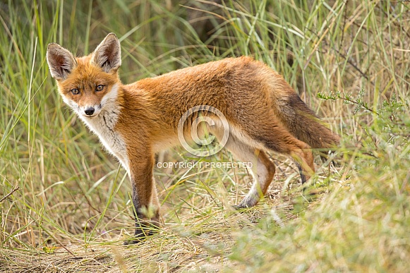 Young red fox cub in nature