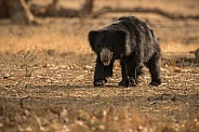 Sloth bear in the nature habitat.