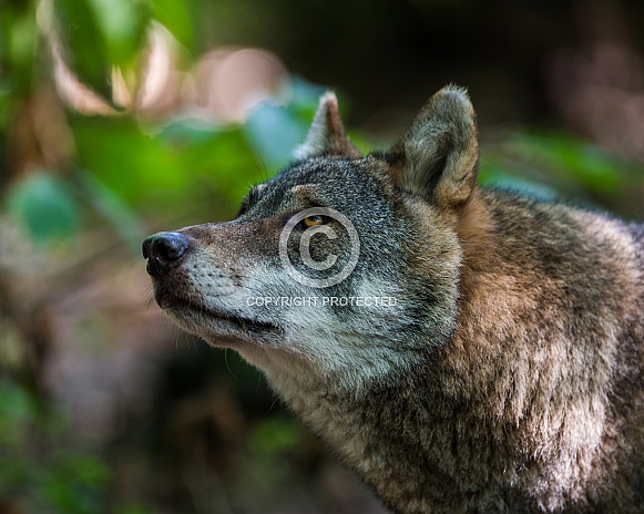 European Grey Wolf