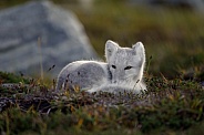 Arctic fox