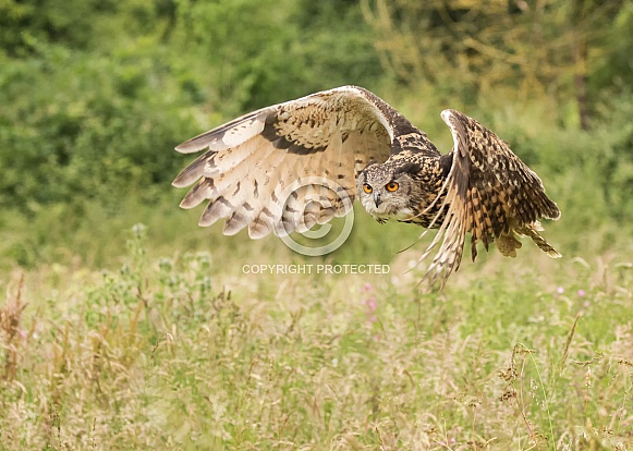 European Eagle Owl in Flight