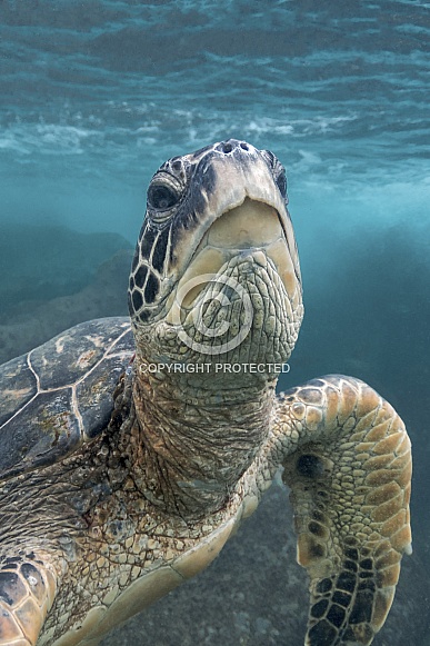 Green Sea Turtle (wild)