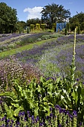 Lavender garden - North Yorkshire - England