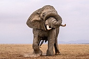 Bull elephant in musth