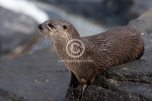 North American River Otter
