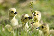 Canada Geese (Goslings)