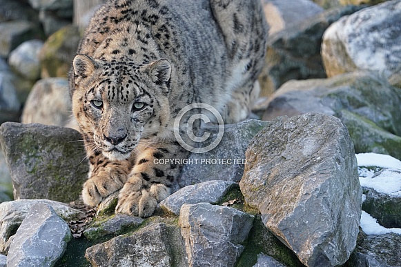 Snow Leopard