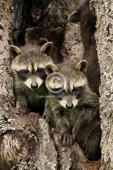 Baby Raccoons