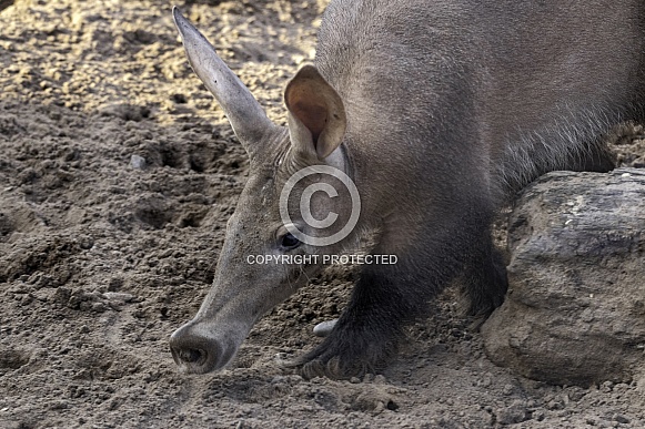 Aardvark Walking