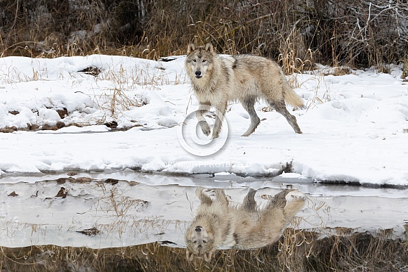 Wolf--Grey Wolf