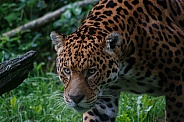 Jaguar Walking With Eyes Focused