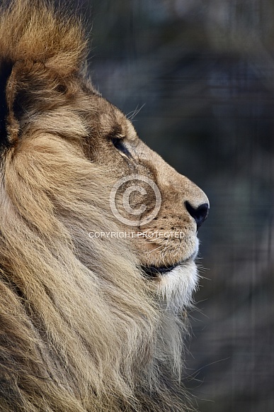 African Lion