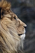 African Lion