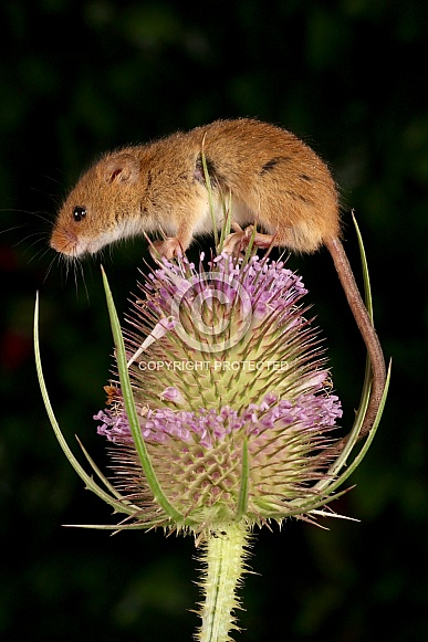 Harvest Mouse