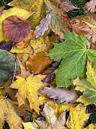 Autumn leaves on the forest floor