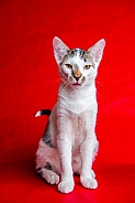 Domestic Cat