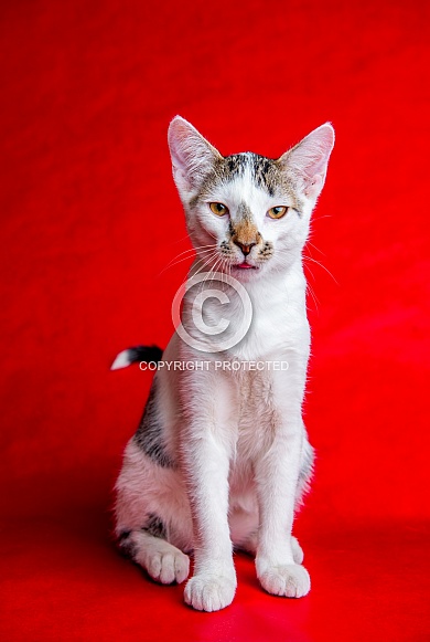 Domestic Cat