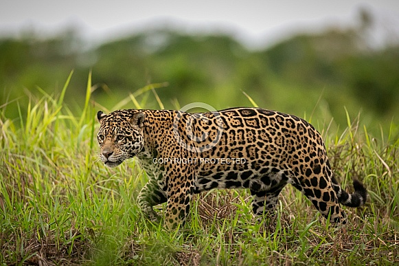 American jaguar in the nature habitat