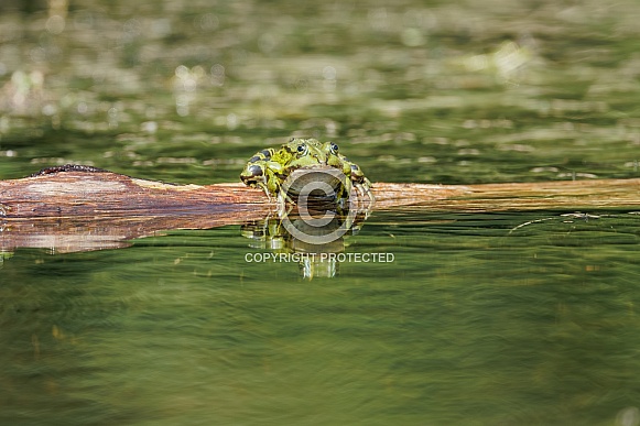 Green frog in the water Green frog in the water