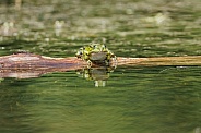 Green frog in the water
