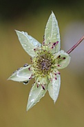 Pale peppermint coloured flower in the rain