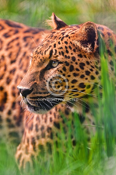 Leopard