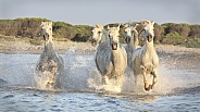 Galloping white horses