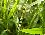 Common Pondhawk
