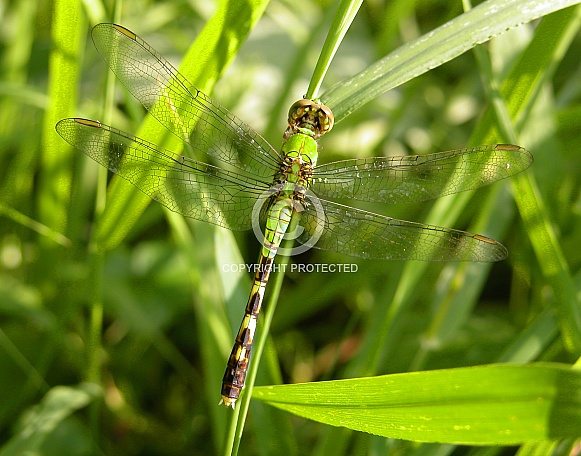 Common Pondhawk