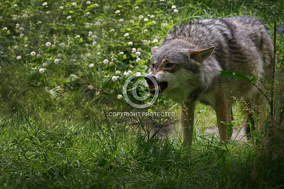 An angry wolf