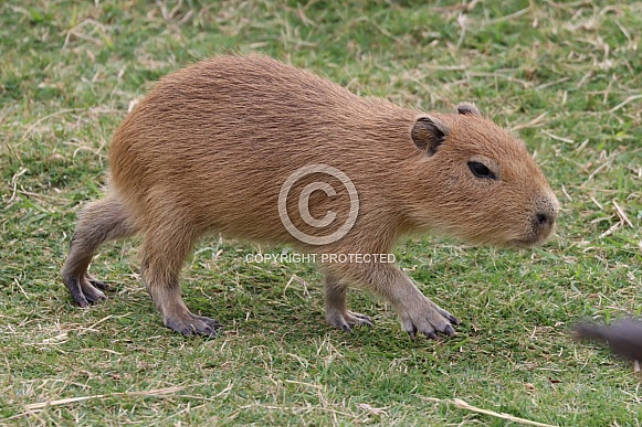 Baby Capybara