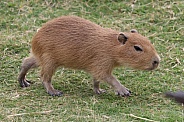 Baby Capybara