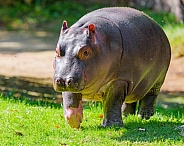 Young hippo walking in the grass