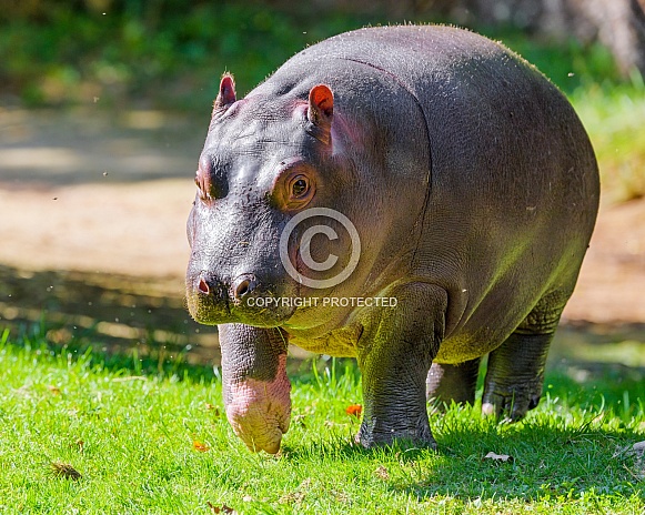 Young hippo walking in the grass