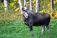 Moose in the early morning in AK