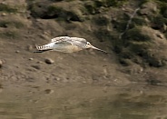 Bar-Tailed Godwit in Flight