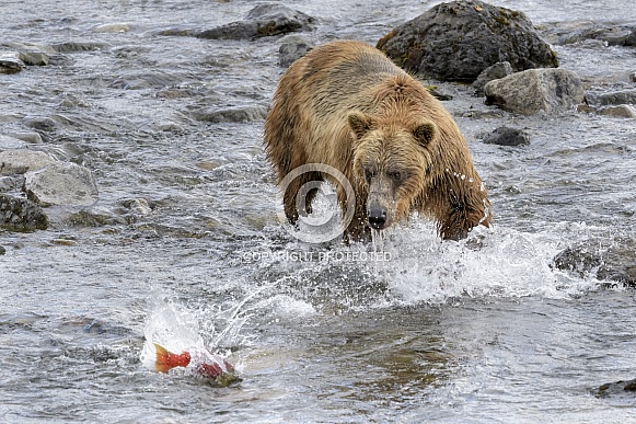 Brown Bear