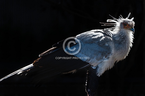 Secretary Bird