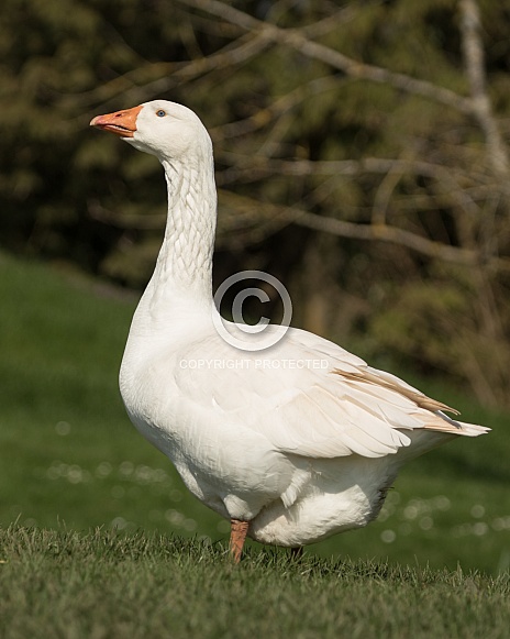 Domestic Goose