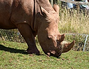 Rhino