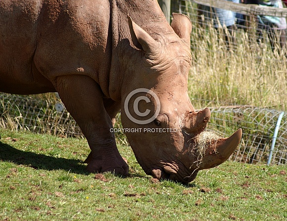 Rhino