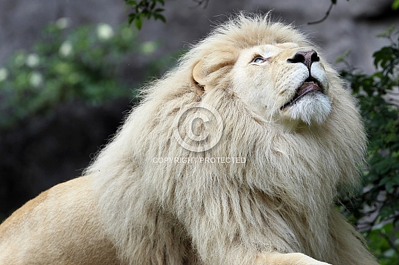 Afr. White Lion Afr. White Lion