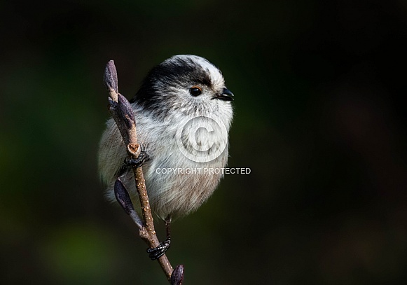 Long tailed tit