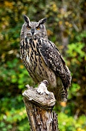 Eurasian Eagle Owl