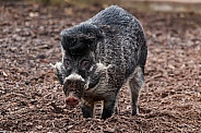 Male Visayan Warty Pig